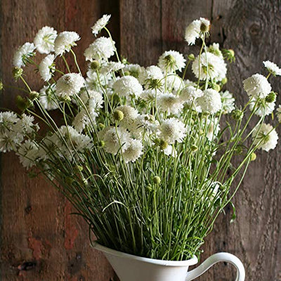 Elegant and uniform cut flower. 1 and 1/2 to 2 and 1/2 inches of&nbsp; pure white flowers stand tall on strong, slender stems. A dramatic addition to any bouquet or garden. Also known as mourning bride or drumstick flower. Harvest in about 100 days. <span class="a-list-item" data-mce-fragment="1">Germination rate about 70% or better</span>.