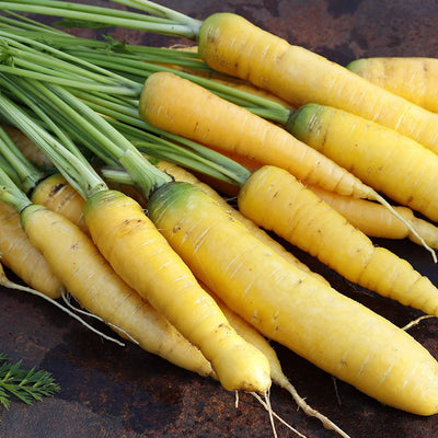 Completely Yellow 6 to 7 inch roots. These tapered roots have a refreshing sweet flavor and will retain it's color even when cooked. Solar Yellow carrots are crisp while offering juicy bites. Making them an excellent choice for juicing, soups, and sauces. Harvest in 60 days. Germination rate is 80% or bette