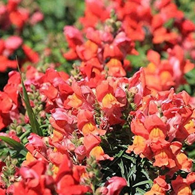 Sonnet Series snapdragon seeds grow a fragrant, classic, and authentic touch of the Mediterranean in your home or garden. Sonnet Series snapdragons are easy to grow from seed and timeless centerpieces for fresh cut arrangements, baskets, and bouquets. Snapdragon Sonnet Series seeds grow brilliant 18 inch tall stalks filled with gorgeous dense blooms of vivid Bronze. Sonnet Series seeds grow cold-hardy and durable snapdragons that thrive in a variety of cool, temperate, and dry gardens.