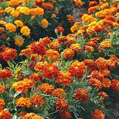Vivid and lively, French Marigold Sparky Mix&nbsp;<b data-mce-fragment="1">(t</b><b data-mce-fragment="1"><i data-mce-fragment="1">agetes patula</i></b><b data-mce-fragment="1">)</b> is one of our most popular non-edible Marigold selections! Blooming in brightly yellow and orange, Sparky Mix makes a great mid level layer in your garden bed, growing to around 12 inches high. French Marigolds are a popular companion planting for veggies as they are known to help repel harmful pests!