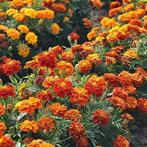 Flower Marigold French Sparky Mix 200 Non-GMO, Heirloom Seeds