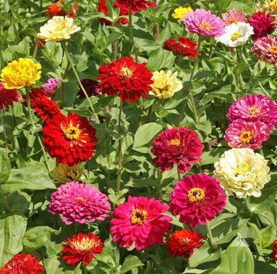 A sure winner in our eyes! State Fair Mix Zinnias are a bounty of colors on tall, robust stems perfect for cutting or enjoying in a container or garden bed. Plant in full sun, and enjoy a rainbow all summer long. Blooms in about 80 days.&nbsp;<span class="a-list-item" data-mce-fragment="1">Germination rate about 70% and better</span>.