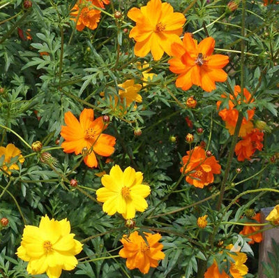 This variety grows 3-4 feet tall, and flowers comes in shades of gold, orange, red and yellow. Plants are very adaptable and are suitable for cutting, beds &amp; borders, and the pollinator garden. Flowers attract honey bees and wild bees. Tolerates poor soils. Blooms in 100 days. Germination rate is 70% or better. 