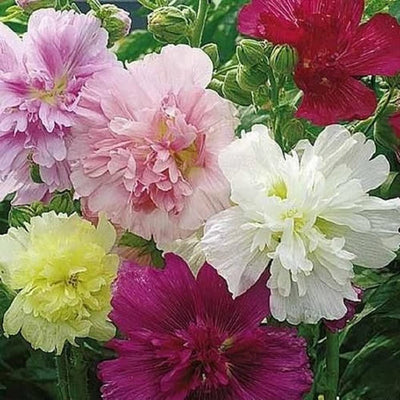 Noted for its long bloom season, Summer Carnival Hollyhock will provide a carnival of color in your garden all summer long! Mid to Late season, blooms summer into fall. Blooms in about 85 days. Germination rate is 70% or better.
