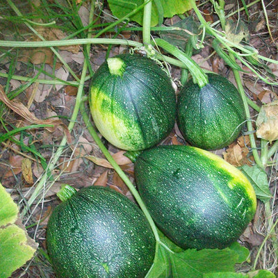 Tatume Summer Squash is a delicious summer squash that grows fruits from 5 to 7 inches long. It is disease-resistant and heat resistant, making it a Texas favorite!  It is the only squash with resistant to the squash vine bore