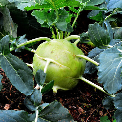 A giant kohlrabi variety that retains its sweetness and tenderness at large size. The Superschmelz produces huge bulbs that get as big as 10 inches in diameter. Translated from German kohl meaning cabbage and rabi meaning turnip, the kohlrabi plant is a unique and prolific winter hardy heirloom crop. 