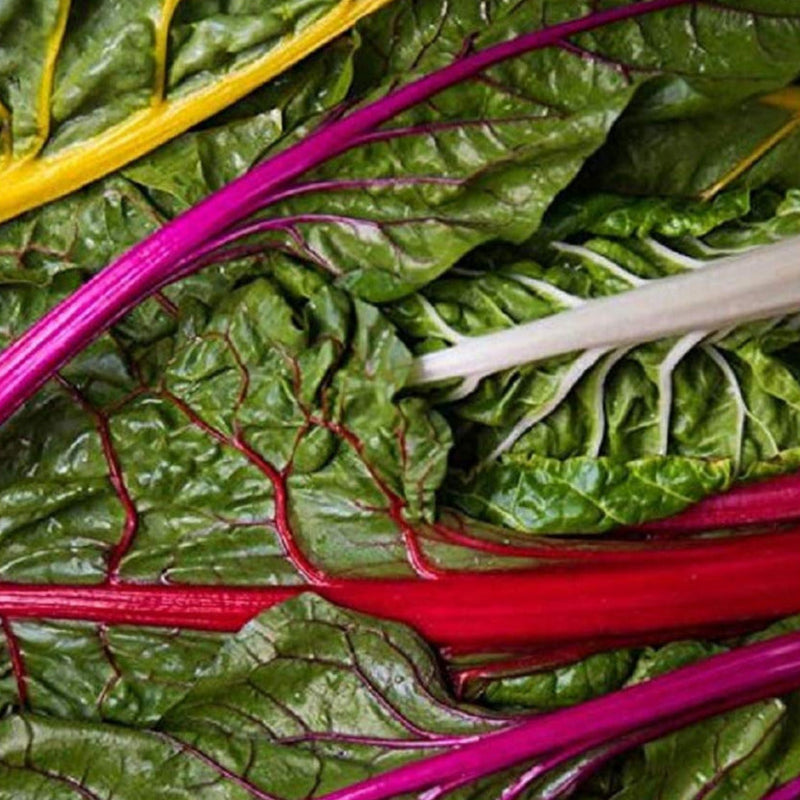 A vibrant image of Swiss Chard leaves with multi-colored stalks in green, red, and purple, showcasing the leaf&