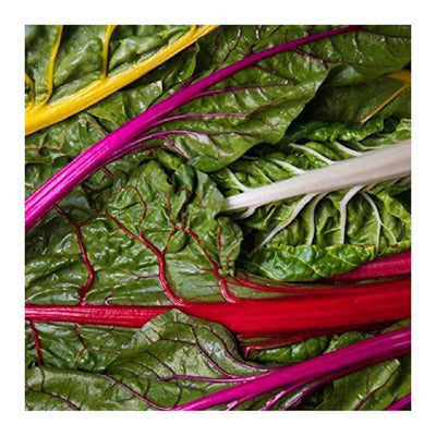 All American Selection.  Most intense colors of chard available! 21 to 26 inch tall plants that produce shiny, medium green colored leaves with intensely colorful stalk colors of deep gold, snow white, deep red and magenta. In earlier stages, leaves are smooth to lightly savoyed and become more heavily savoyed with maturity. The stalks are broad, tender, and fleshy, even at full maturity.