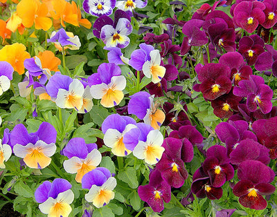 Pansy 'Swiss Giants Mix' seed mix is a large-flowered, heirloom pansy that comes in a mix of blue, orange, purple, red, white and yellow. Flowers have a contrasting, dark blotch. Pansies are perennials but are generally treated as annuals. They are quite cold resistant, and the flowers are edible. Blooms in 90 days. Germination rate is 70% or better. 