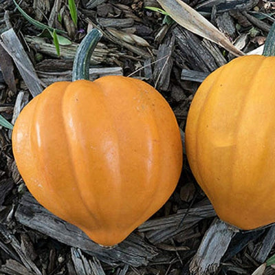 This compact bush type plant produces high yields of 5" bright gold acorn squash. Very flavorful. Excellent sliced, fried, or steamed. Best when harvested when 3 inches long. An excellent choice for home gardens, farmer's markets, and market growers. An heirloom variety from the United States of America. Harvest in 70 days. Germination rate about 80% or better.