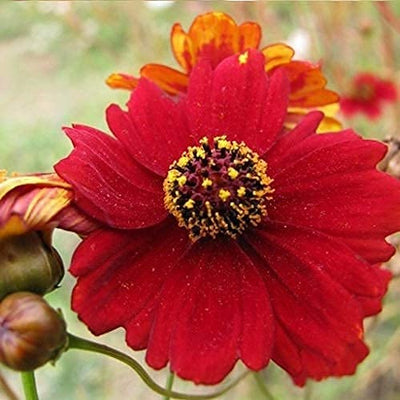 The lofty, crimson beauty, Tall Red Plain Coreopsis, grows as a native in many areas. You might think your Tall Red Plains Coreopsis grows like a weed due to its rapid maturation! Although the Tall Red Plain Coreopsis cannot tolerate heat and humidity, it thrives in soils of differing qualities and contents.Botanical Name: Coreopsis lanceolata Blooms in 60 days. Germination rate is 70% or better.&nbsp; 