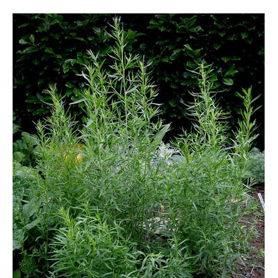 Russian Tarragon is a delicate herb highly prized for its aromatic and culinary properties. A native of Europe, it is used as a complement to many classic continental dishes as it can be used raw or cooked. Flavor is said to improve as plant matures. Plant tarragon seeds in a warm and sunny spot. Harvest in about 65 days. Germination rate about 80% or better.