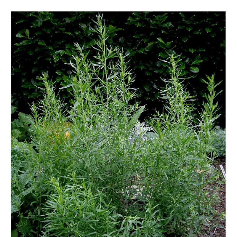 Mexican Tarragon is a wonderful addition to any herb garden, as it blooms in the summer and fall when all other herbs are waning. These flowers are purely ornamental, while the glossy leaves are licorice scented and flavored.  In warm climates it is a good substitute for French Tarragon, which often withers in heat, as it has a flavor quite similar to Tarragon, with a touch of anise. Treated like an annual in cold winter regions