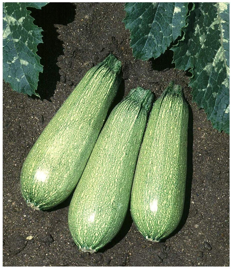 Zucchini Tender Grey 25 Non-GMO, Heirloom Seeds