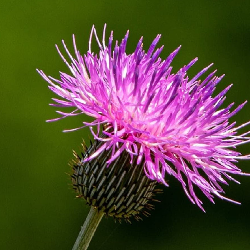 Many pollinators are attracted to the pollen Thistle&