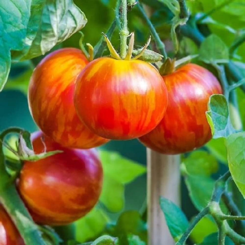 Tomato Slicing Indeterminate Tigerella 25 Non-GMO, Heirloom Seeds