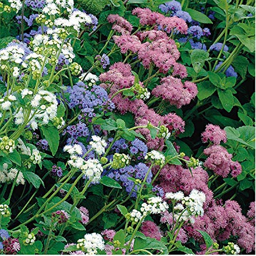 Tall, upright, sturdy stems. Tight blue flower clusters. Use as a classic filler for mixed bouquets or plant to attract bees and butterflies to your garden. Ageratum is also known as floss-flower or blue mink.