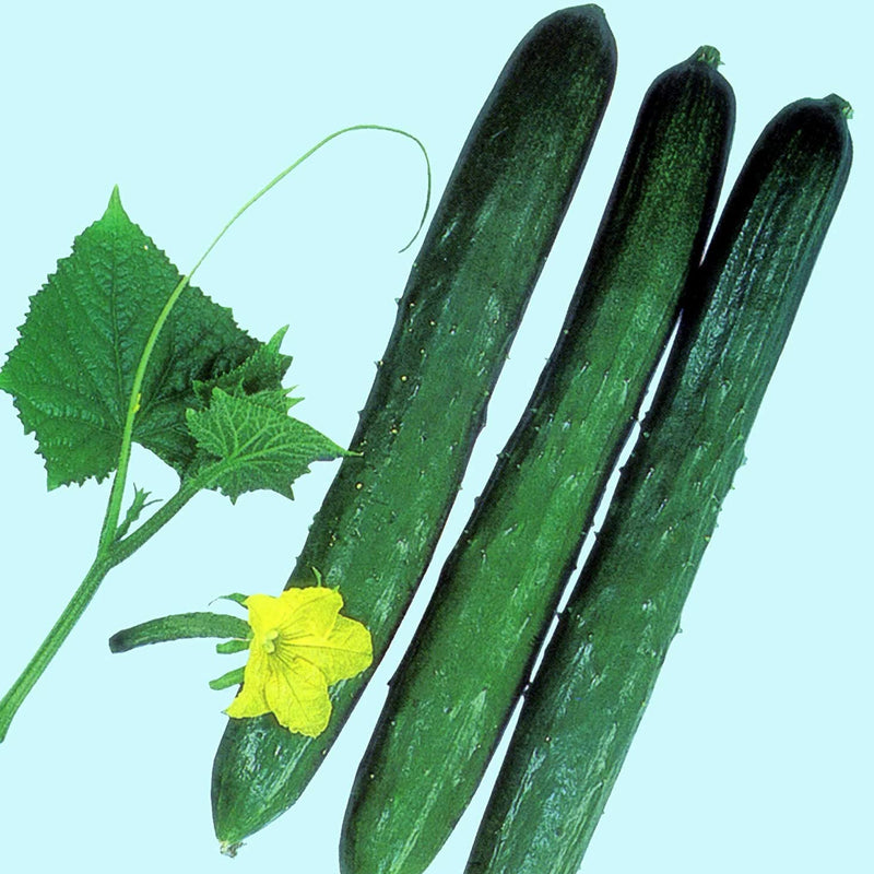 Cucumber Slicing Tokiwa 25 Non-GMO, Heirloom Seeds