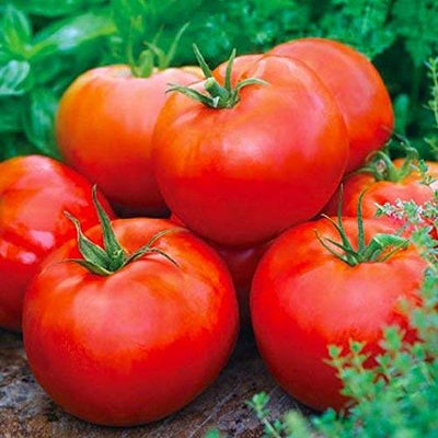 A group of ripe beefsteak tomatoes displayed with green foliage in the background.