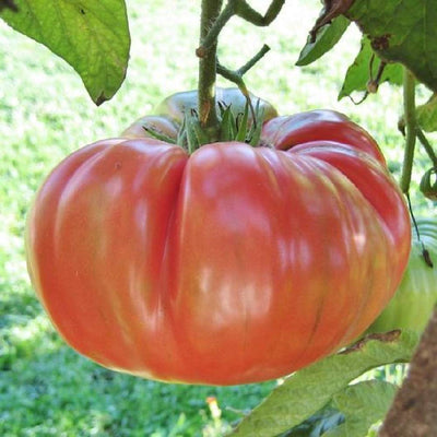 A favorite since 1885, Brandywine Pink is the indeterminate, heirloom tomato standard. Considered a benchmark for intense tomato flavor, you will fall in love with its rosy reddish – pink flesh and popular beefsteak size. Fruit ripens gradually over the season and a bit late. Harvest in about 90 days. Germination rate about 80% or better. 