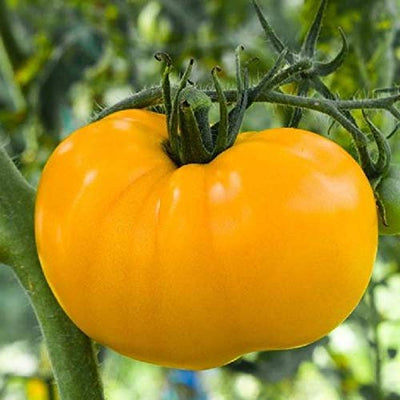 Azoychka is an early producing, Russian heirloom, indeterminate beefsteak style tomato. Robust, 5 to 8 ounce fruits in lemon yellow will surprise the pallet with sweet, citrusy, and complex flavors. Harvest in about 70 days. Germination rate about 80% or better.  Our Non-GMO seeds are sustainable. Our packaging is environmentally friendly, climate friendly, reusable, and recyclable. 