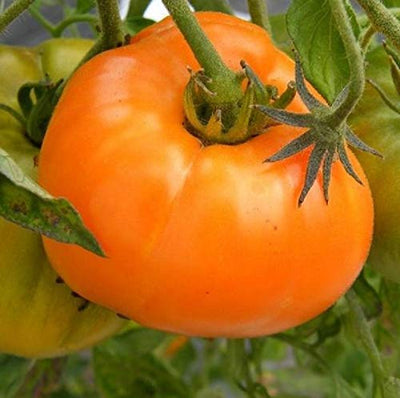 Extremely flavorful, yellow heirloom that has seen itself in gardens for hundreds of years! Tender skin with meaty flesh lends Persimmon Tomatoes to be used in soups, sauces, and simply sliced with balsamic. Medium to large beefsteak style with low acidity. Harvest in about 80 days. Germination rate about 80% or better.  Our Non-GMO seeds are sustainable. Our packaging is environmentally friendly, climate friendly, reusable, and recyclable. 