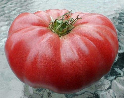 Tomato Beefsteak Indeterminate Ponderosa Pink 25 Non-GMO, Heirloom Seeds