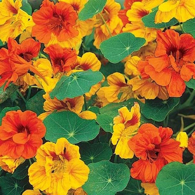 A beautiful, more compact mix of the fun, bold colors we all know and love from Nasturtiums, our Tom Thumb Mix will stay under about 10" making it a great choice for borders, containers or companion planting. Beautiful and beneficial, Nasturtiums are often planted as companions to vegetables as they can help to repel harmful pests. And did we mention, the blooms are edible?