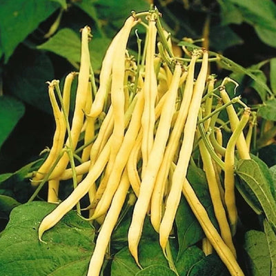 Bright yellow 4 to 5 inches long, round, stringless, straight, tender and meaty pods produce white seeds with purple-brown eyes. Delicious buttery flavor! Early, dependable, erect 15-20 inch tall bushes. Let dry at maturity for shelled beans. Good for northern and southern climates.