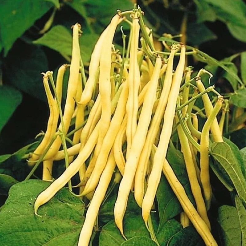 Bright yellow 4 to 5 inches long, round, stringless, straight, tender and meaty pods produce white seeds with purple-brown eyes. Delicious buttery flavor! Early, dependable, erect 15-20 inch tall bushes. Let dry at maturity for shelled beans. Good for northern and southern climates.