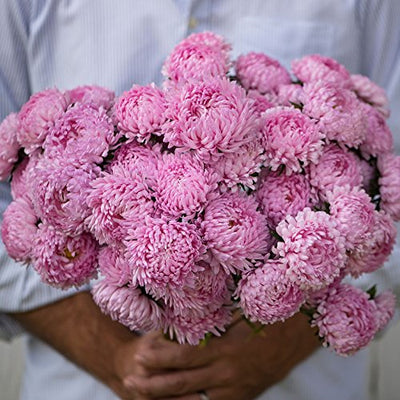 Peony-type blooms with excellent uniformity. All the elegance and beauty of peonies and garden mums in an easy-to-grow annual. Salmon-pink colored blooms average 2-3 inches with 13-20 stems per plant. Tower features uniform bloom time and plant height across the series and mix. Also known as summer aster. Blooms in 120 days. <span class="a-list-item" data-mce-fragment="1">Germination rate about 70% or better</span>.