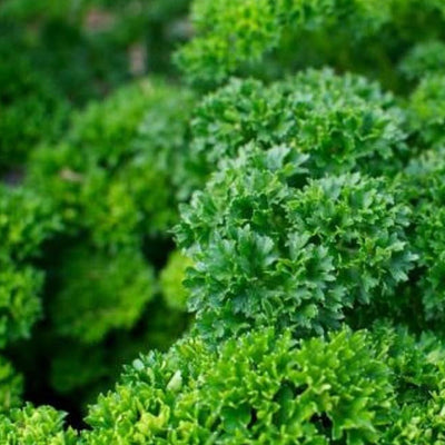Most popular parsley for garnishing and flavor. Attractive dark green intensely curled leaves on 18 inch upright stems. Fast growing. Holds for a long time at harvesting stage even in warm weather. Rich in vitamins A, B, C and a good source of calcium, thiamine, riboflavin and niacin.  Harvest in about 75 days. Germination rate about 80% and better. 