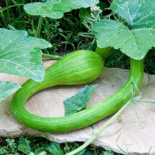 Squash Summer Tromboncino 25 Non-GMO, Heirloom Seeds