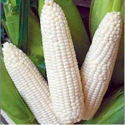 Eight to 9 foot plants produce 8 to 10 inch ears with 14 to 18 rows of white kernels. Heat tolerant. Stays fresh for a long time. Field dent corn that is excellent for roasting in the milk stage, frying or used as a dent. Harvest in about 110 days. Germination rate about 80% or better. These are treated with a coating that helps them to germinate.