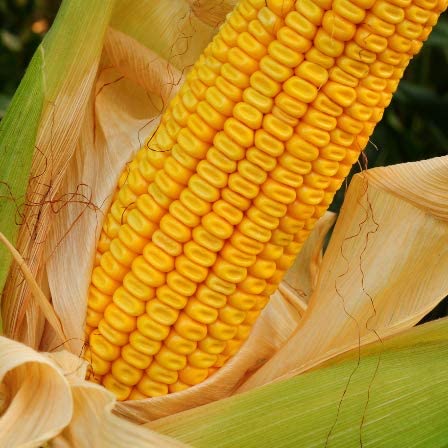 This is an early maturing yellow strain. Excellent for early planting. A dent corn that grows 6 to 9 feet in height. Ears are 8 to 12 inches long and have 12 to 14 rows on a red cob. 