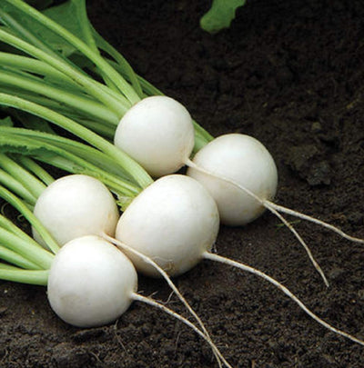 A group of white, round turnip bulbs with green tops, resting on soil.
