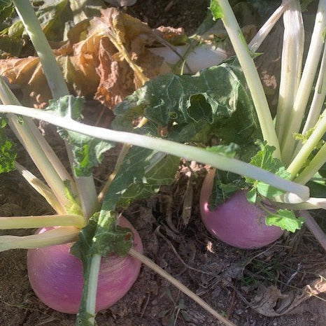Turnip Purple Top White Globe Non-GMO, 200 Heirloom Seeds