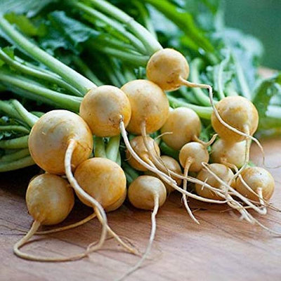 A classic heirloom Turnip, Golden Ball produces a sweet and meaty flesh. As the name suggests, this turnip is as pleasant to the eye as it is to the palette. Plant Golden ball Turnip seeds and enjoy a bountiful harvest.