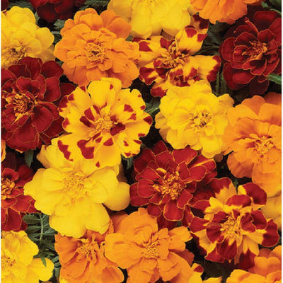 Marigold Durango Outback also known as Tagetes patula so do not eat. Extra-large blooms with outstanding uniformity. Highly branching plants. A good choice for packs, pots, and garden planting. Bloom size is 2 to 2 and 1/2 inches. Attracts beneficial insects such as hoverflies. Also known as French marigold. Repels snakes and harmful insects. 