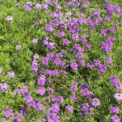 Purple Moss Verbena is a spreading, tender perennial with lovely, fern-like foliage and purple flowers. It is long-blooming and forms a good ground-cover. It can be used for permanent erosion control in areas where it is hardy. In colder climates, treat as an annual. Plants are drought tolerant. Germination rate about 70% or better.