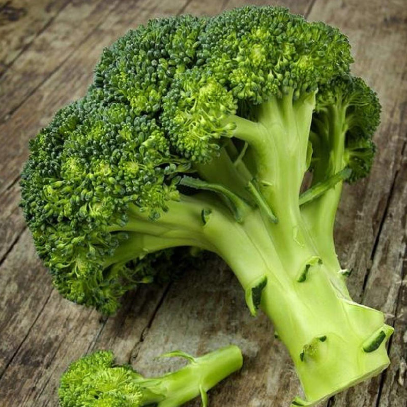 The “Waltham 29” is a lovely and adaptable broccoli that can be successfully planted in both spring and fall. Developed by the University of Massachusetts in the 1950’s. A delicious tasting broccoli with a pleasing dark green – sometimes even bluish – color.  Harvest in about 50 days. Germination rate about 80% or better.