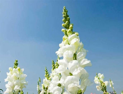 Sonnet Series snapdragon seeds grow a fragrant, classic, and authentic touch of the Mediterranean in your home or garden. Sonnet Series snapdragons are easy to grow from seed and timeless centerpieces for fresh cut arrangements, baskets, and bouquets. Snapdragon Sonnet Series seeds grow brilliant yellow 18 inch tall stalks filled with gorgeous dense blooms of vivid Bronze.