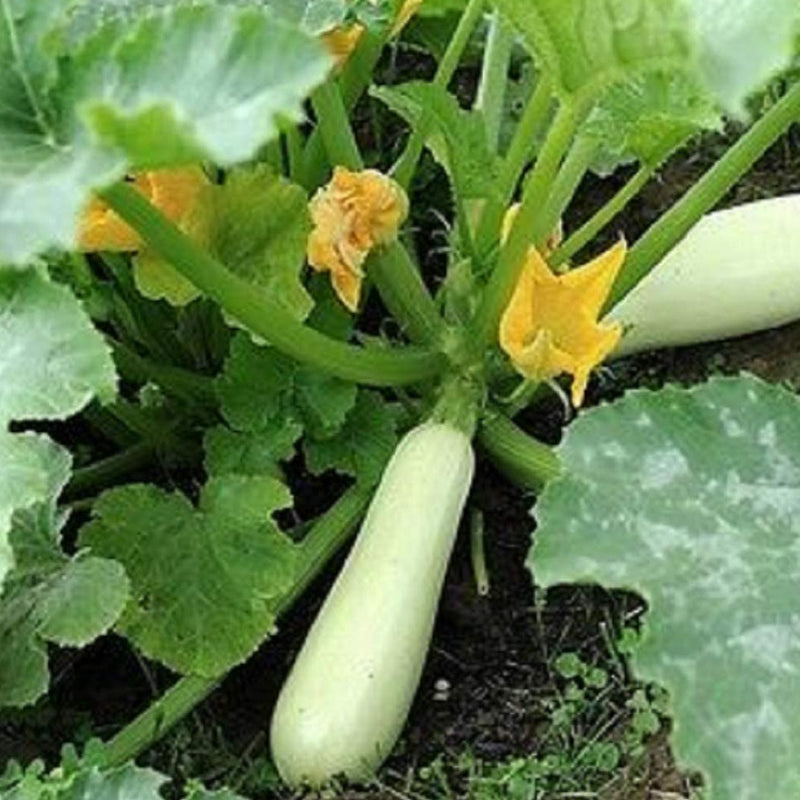 Zucchini White is an early prolific white zucchini type of summer squash. Fruit is smooth, glossy snowy white. Compact, yet open plant produces heavy yields over a long fruiting period. Best picked small, 6 to 8 inches long is best. Keep fruit picked to stimulate better production. Harvest in 50 days. Germination rate about 80% or better.