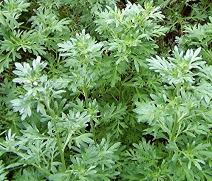 Herb Wormwood Absinthe 100 Non-GMO, Heirloom Seeds