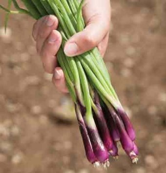 Deep Purple Bunching Onions are a deep red-purple in color. The first red bunching type that is highly colored at any temperature. For spring or summer sowing. Harvest in about 60 days. Germination rate about 80% or better
