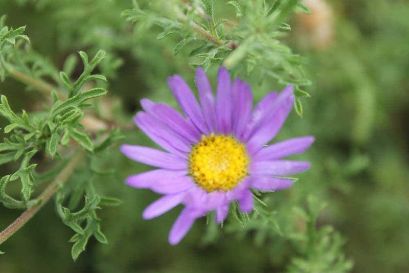 Flower Native American Daisy Tahoka 200 Non-GMO, Heirloom Seeds