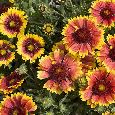 A hardy, drought tolerant perennial found throughout much of the United States. Easily established from seed, it frequently forms dense colonies of brilliant red flowers with yellow rims. Thrives in full sun in well-drained areas. Occasional watering will extend the blooming period. This will aid in reseeding for the following year. Wildflower seeds perform better when planted in the fall for spring growing.