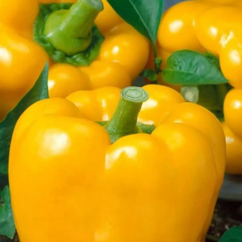 An American favorite for many generations! Golden version of the red California Wonder. 22 to 26 inch tall sturdy, upright plants. Smooth, blocky and blunt ended 5 inch x 4 inch fruits are thick-walled, very sweet and mild. Maturing from light green to golden yellow. Continuous set. Ideal for stuffing, slicing into rings for dips and salad toppings, and chopping into crisp bite-sized nibbles. Germination rate about 80% or better. 