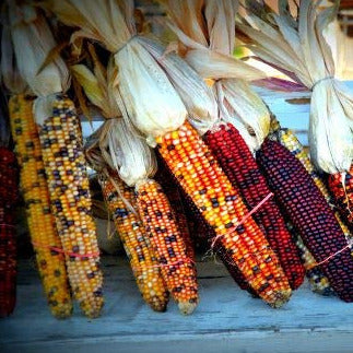 Multi-colored ears of orange, blue, yellow, maroon, black and white kernels. 7 to 8 foot tall plants produce 8 inch long smooth ears. 10% purple husks. Primarily used as an ornamental, it can be used as roasting or frying ears when young, as polenta or hominy, and ground for flour and meal.  Harvest in about 115 days. Germination rate about 80% or better. 