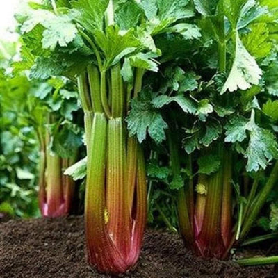 The productive plants produce succulent red stalks with real celery flavor that are much more tender and juicy than other red varieties. Stalks retain their color when cooked.A range of red shades from burgundy to brilliant red and even blanched to golden pink, all with green foliage. Harvest in 100 days. Germination rate about 80% or better.